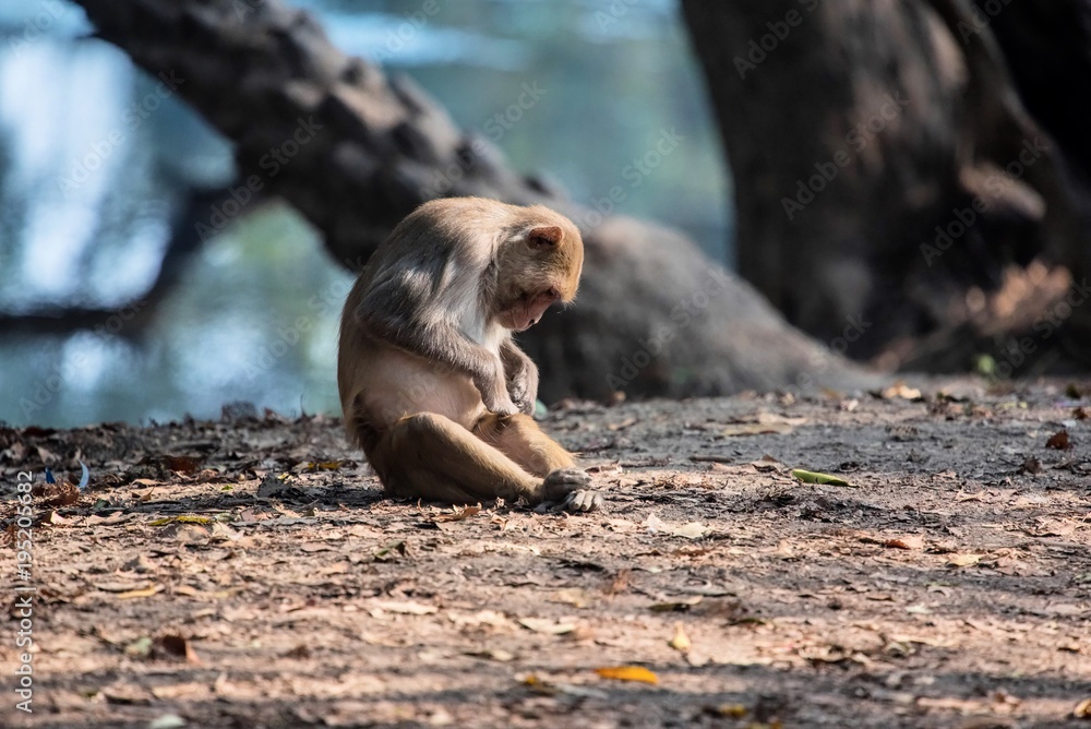Fototapeta premium Rhesus Macaque grooming itself at Bharatpur
