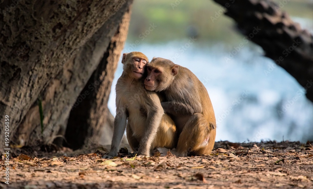 Fototapeta premium amorous langurs at Bharatpur