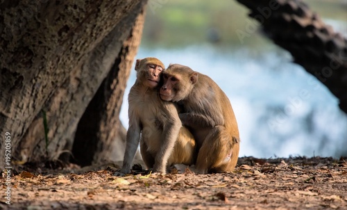 amorous langurs at Bharatpur