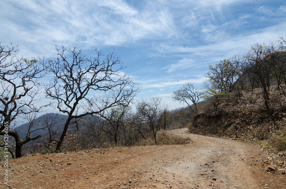 Byroad through the woods in dry season Byroad through the woods in dry season