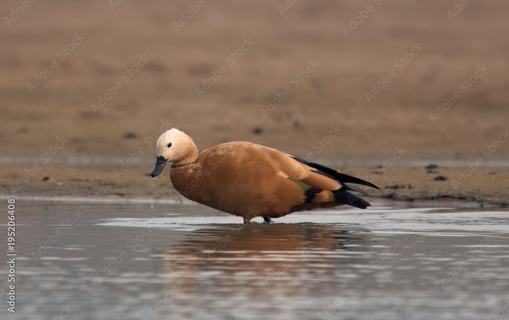 Fototapeta premium Ruddy Shelduck on the banks of Chambal river