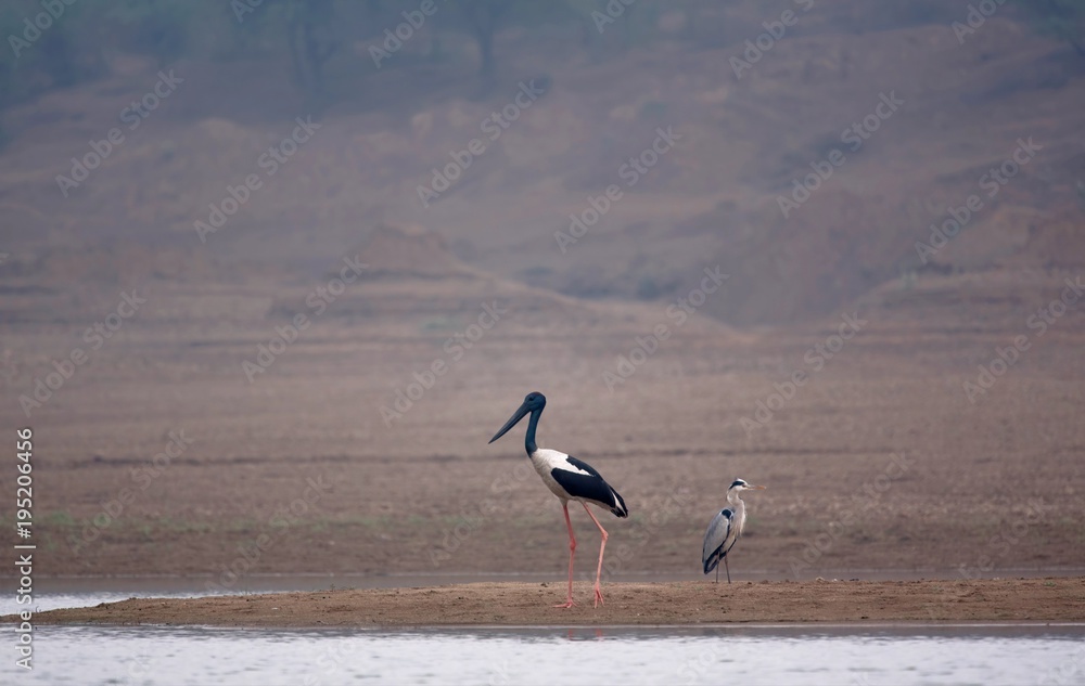 Fototapeta premium Black-necked stork and Grey heron on the shores of the Chambal river