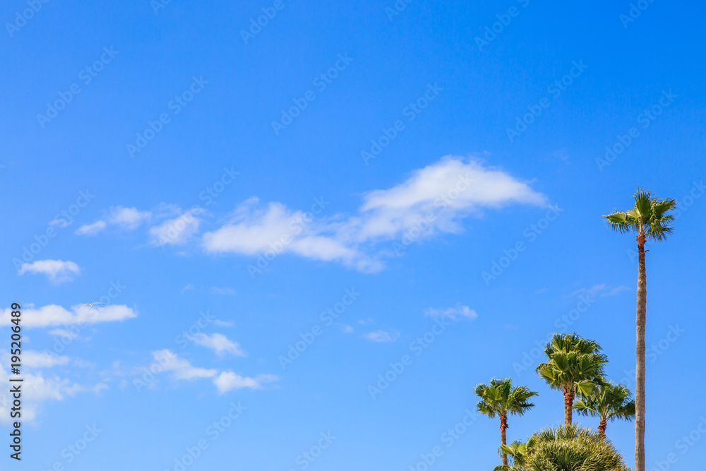 Obraz premium Palm Trees