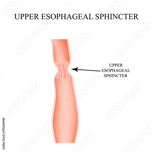 Upper sphincter of esophagus. Infographics. Vector illustration on isolated background.
