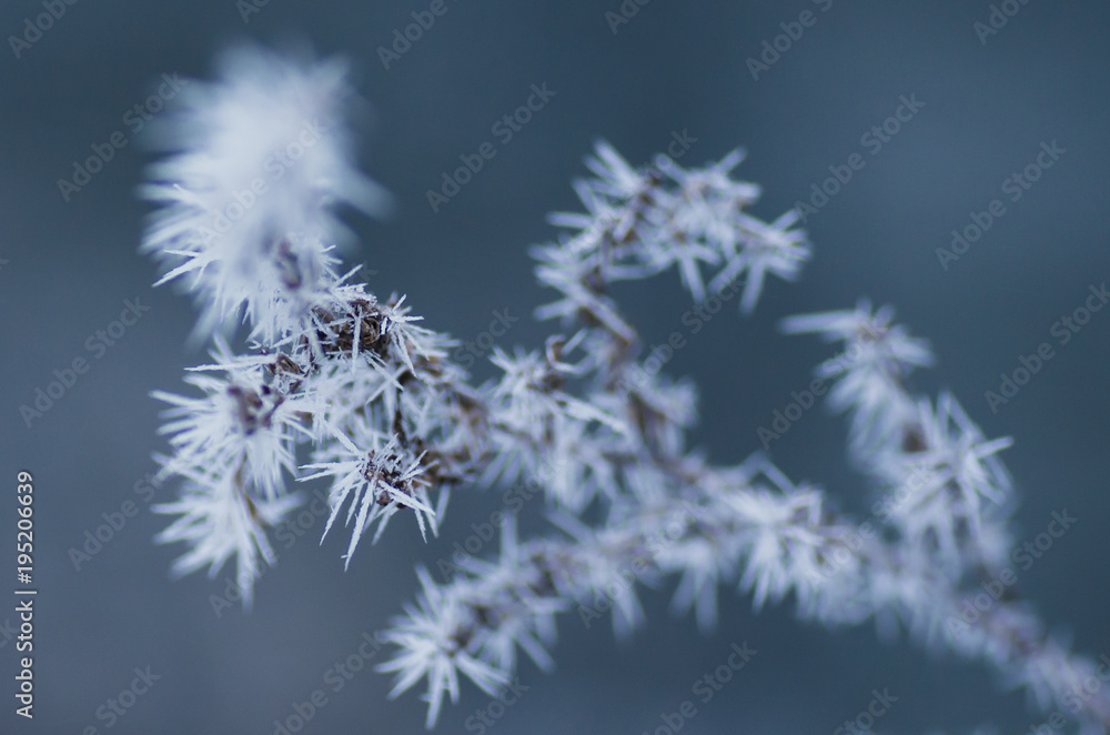 Delicate twig covered with snow, blue background.
