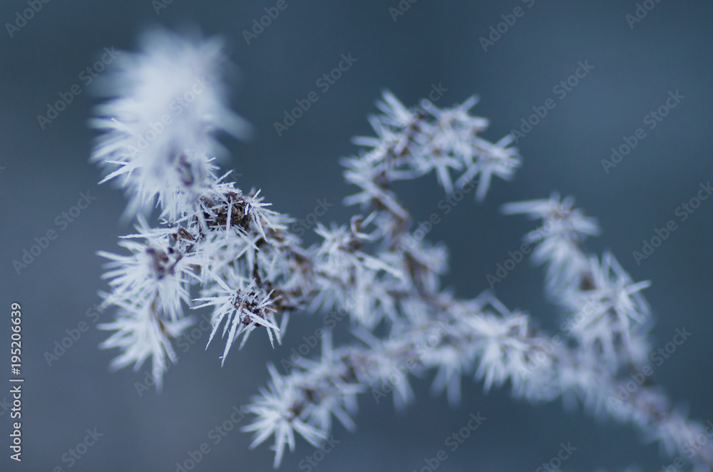 Delicate twig covered with snow, blue background. Delicate twig covered with snow, blue background.