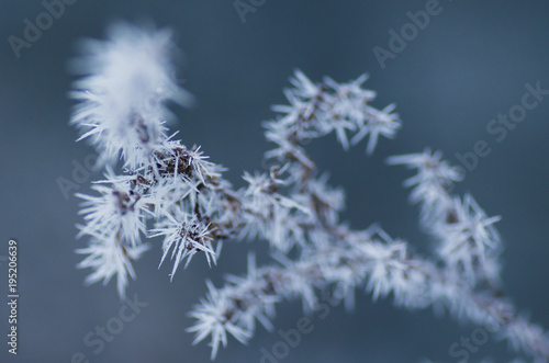 Delicate twig covered with snow, blue background. © Aneta