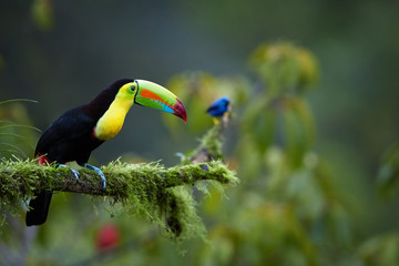 Keel-billed Toucan, Ramphastos sulfuratus,famous tropical bird with huge beak sitting on mossy branch in the tropical forest of Boca Tapada, Costa Rica. Wildlife photography in Central America.