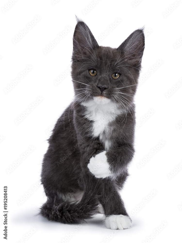 Obraz premium Naughty blue and white Maine Coon cat / kitten sitting facing the camera with tilted paw isolated on white background.