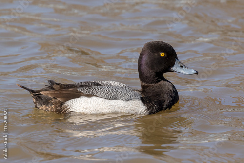 Lesser Scaup out for a swim