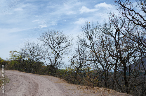 Side-road in the woods under blue sky