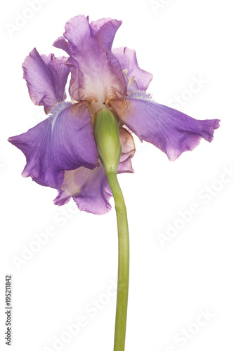 Fototapeta Naklejka Na Ścianę i Meble -  iris flower isolated
