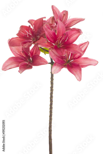 Fototapeta Naklejka Na Ścianę i Meble -  lily flower isolated