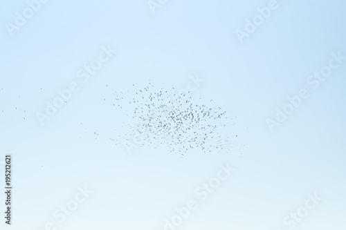 Group of crane in flight over South Sinai