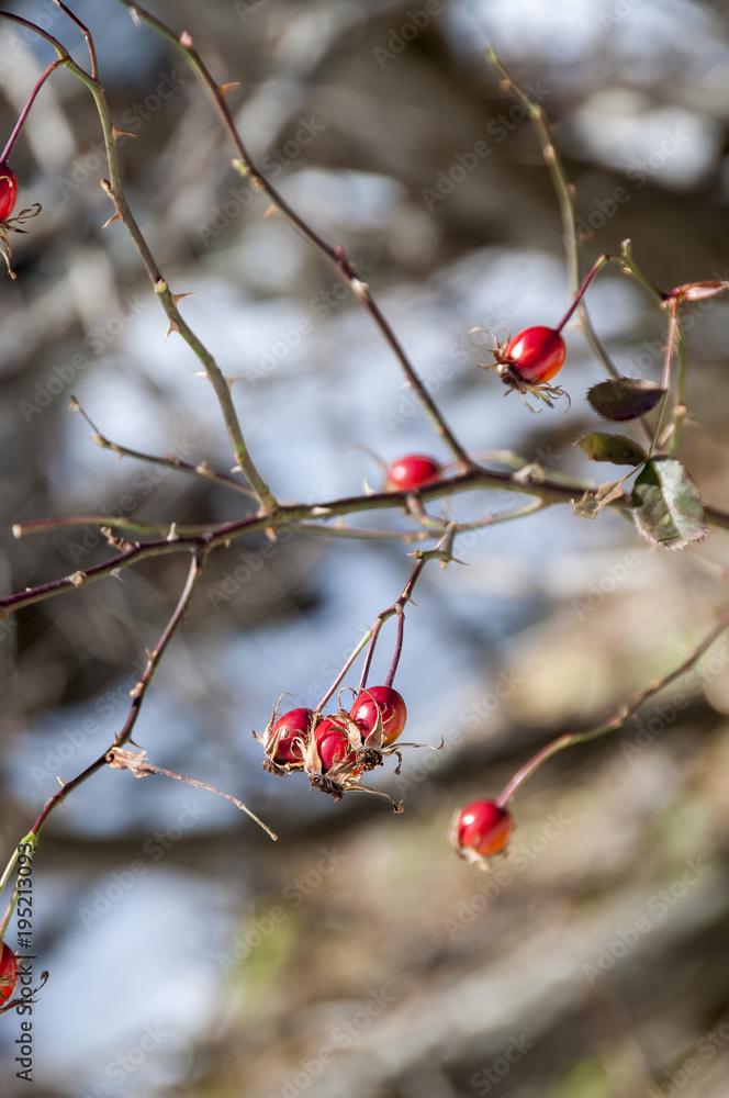 Red rosa canina flowers in winter. Blue clear background with edit space Red rosa canina flowers in winter. Blue clear background with edit space