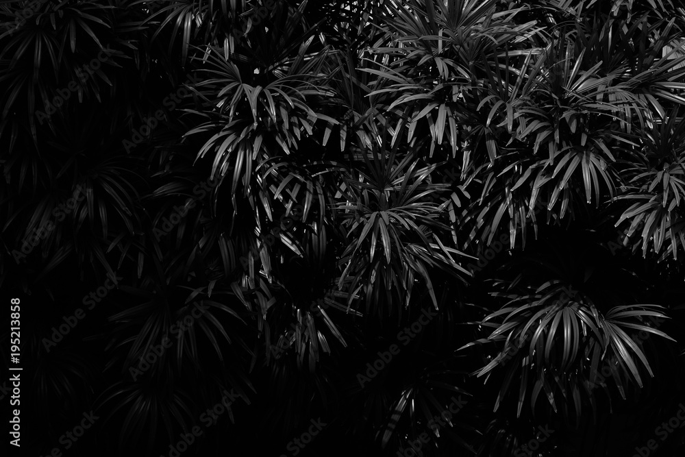 Obraz premium palm leaf pattern in the dark - monochrome
