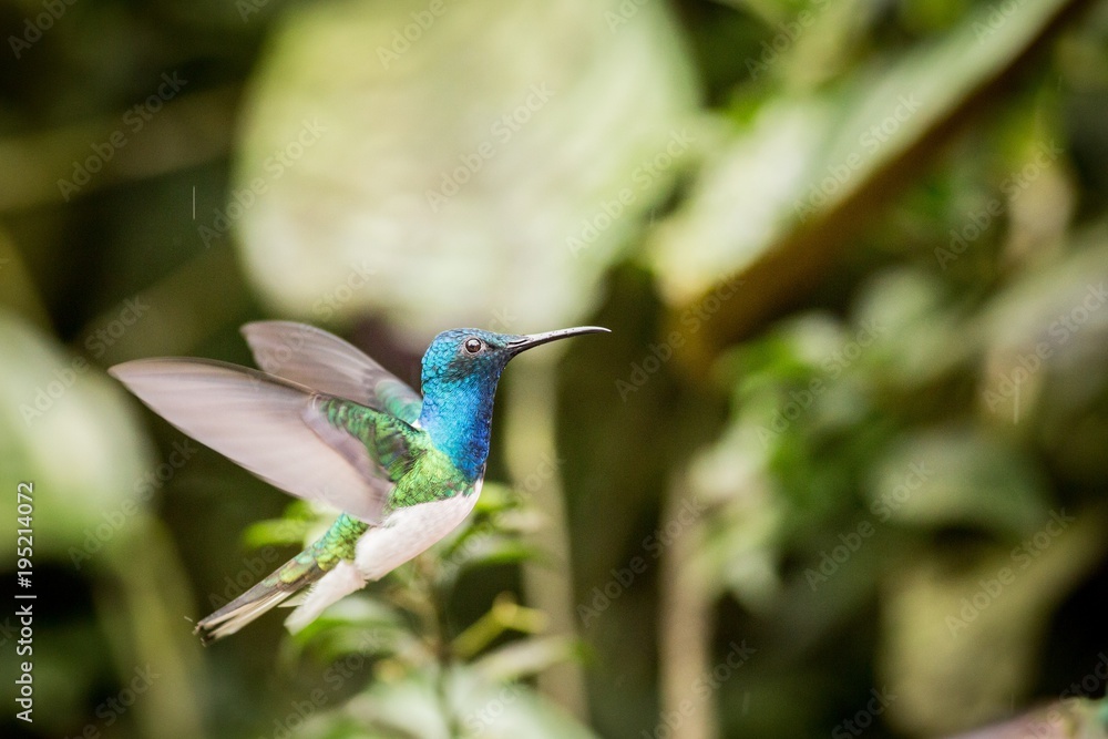Obraz premium Close-up White-necked Jacobin