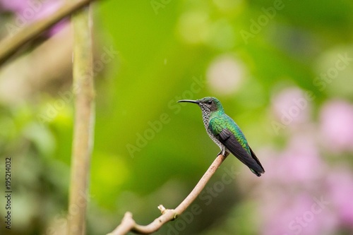 perched Andean Emerald
