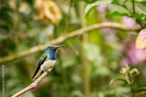 Close-up White-necked Jacobin