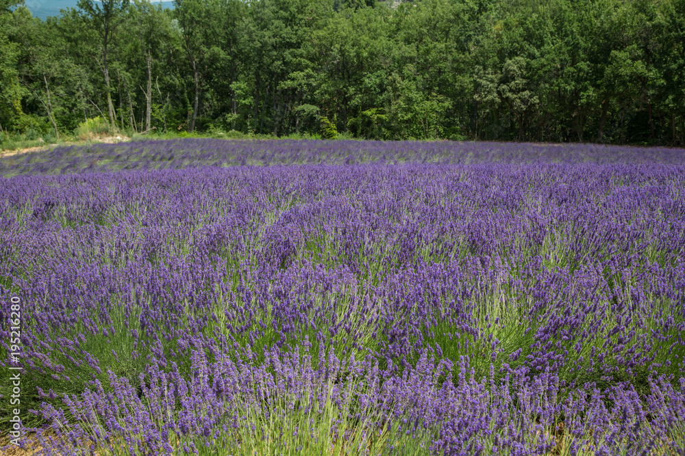 wunderschöne gleichmäßige, leuchtende und duftende Lavendel Felder in der Provence wunderschöne gleichmäßige, leuchtende und duftende Lavendel Felder in der Provence