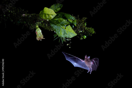 solated on black, Pallas's Long-Tongued Bat, Glossophaga soricina, nocturnal animal, feeding by long tongue on nectar from green flower. Bat with metabolism similar to hummingbirds.Flash photography.