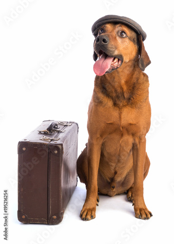 Photos large brown dog with short hair with suitecase and cap