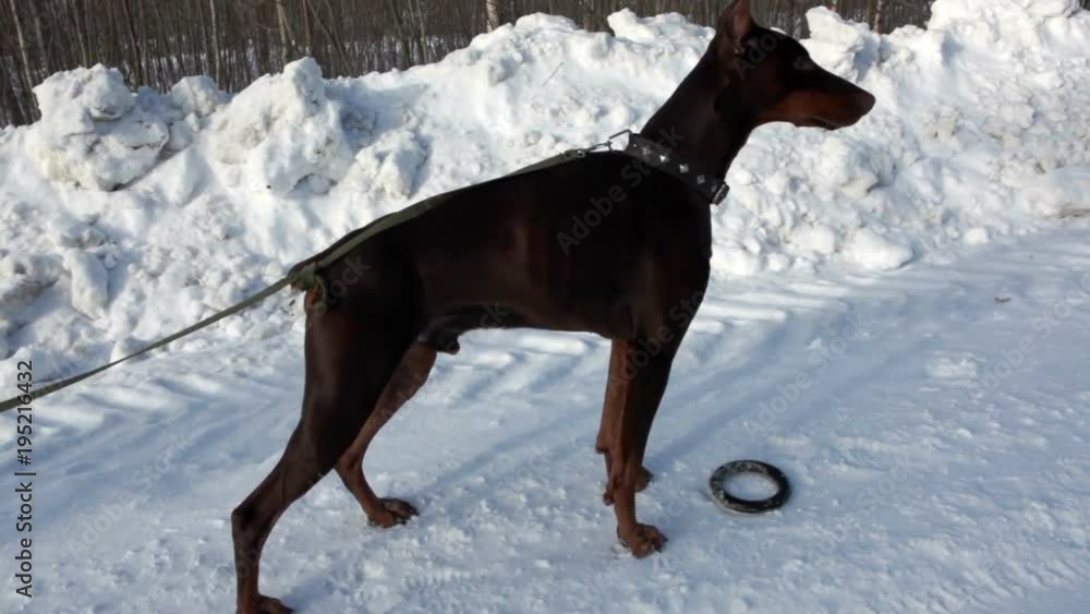 Doberman dog on a leash stopped running on the street looking forward. Winter season Doberman dog on a leash stopped running on the street looking forward. Winter season