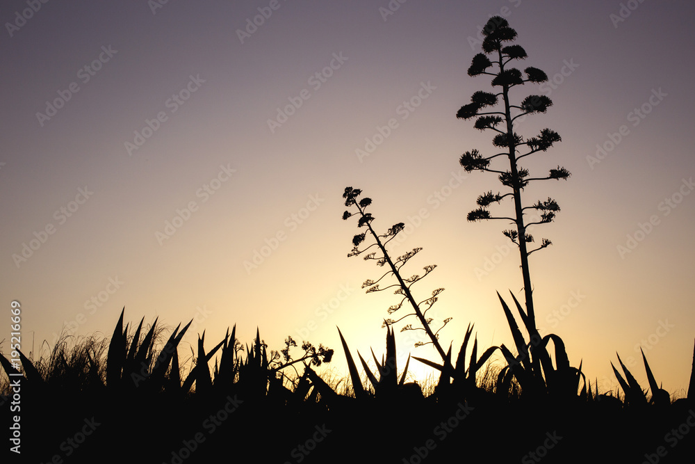 a silhoutte of an agave in the sunset