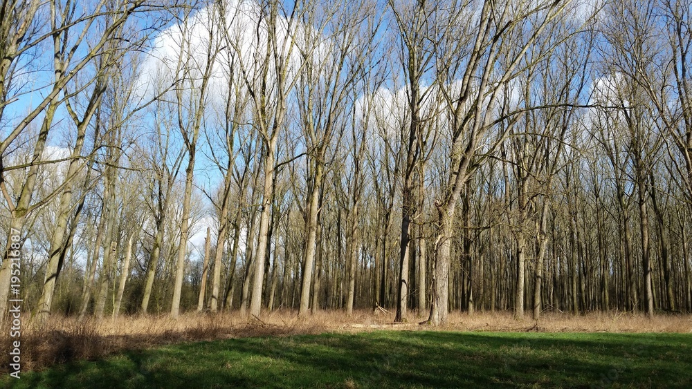 Obraz premium Kahle Bäume und Gras in Waldlichtung