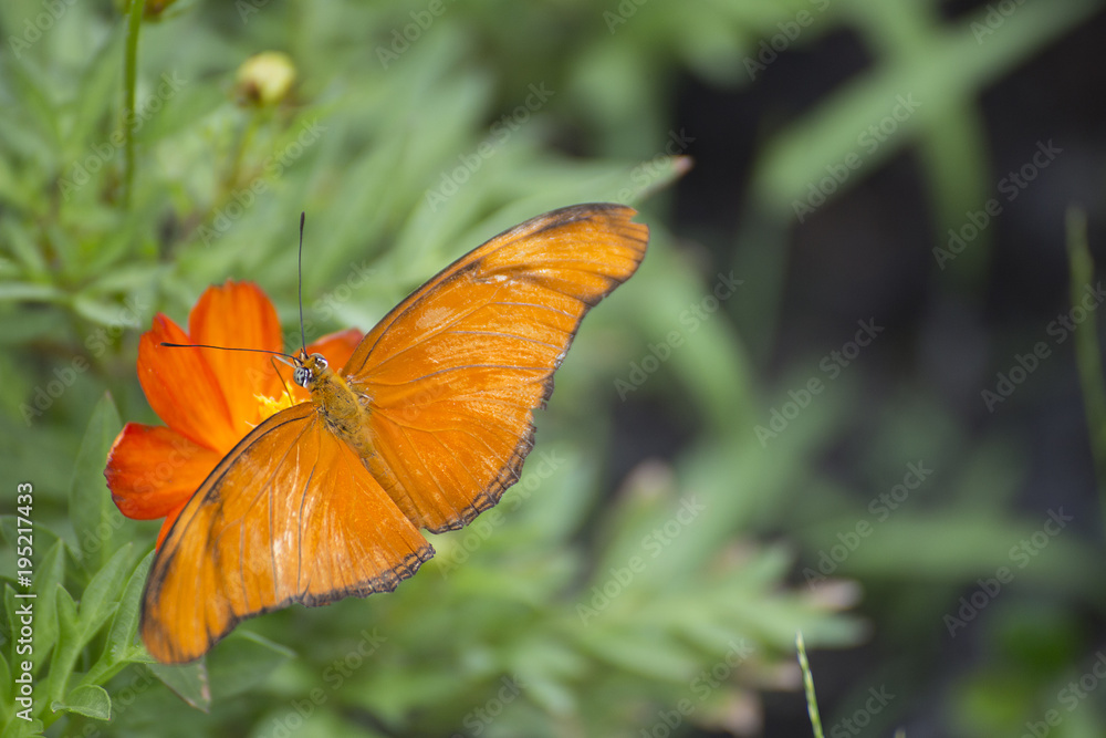 Obraz premium Butterflies and flowers in the garden green.