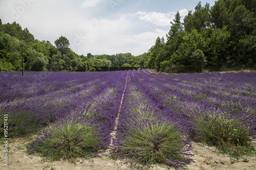 wundersch  ne gleichm    ige  leuchtende und duftende Lavendel Felder in der Provence