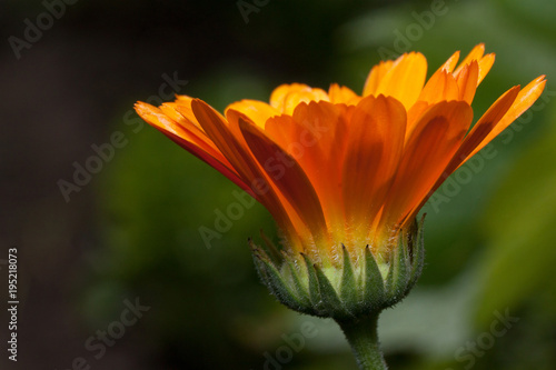 Beautiful orange calendula is growing on a meadow. Live nature.