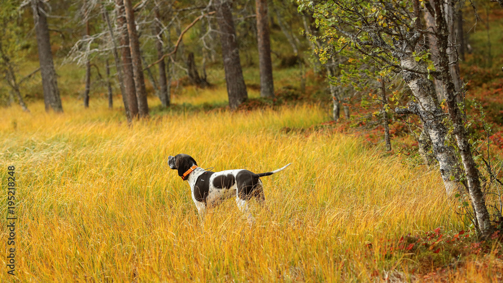 Dog english pointer hunting in the swamp with Gps collar which helping to find the dog in the forest Dog english pointer hunting in the swamp with Gps collar which helping to find the dog in the forest