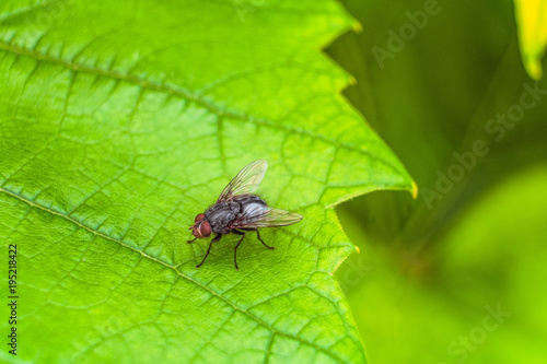 Gray fly insect on the green leaf. Selective focus.