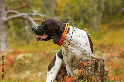 Dog english pointer hunting on the swamp with GPS collar 