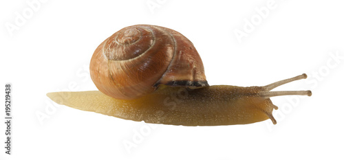 forest snail, Cepaea nemoralis on a white background photo