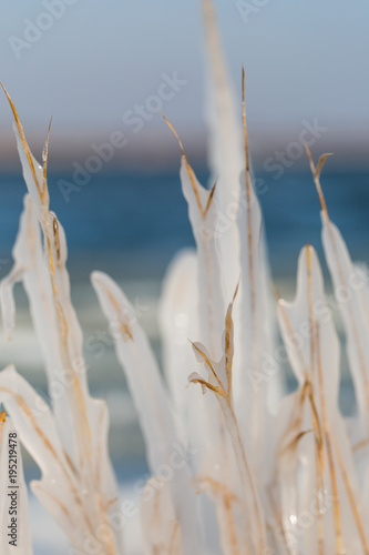 Schilfhalme im Eismantel