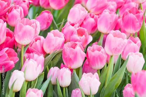Pink Tulips close-up