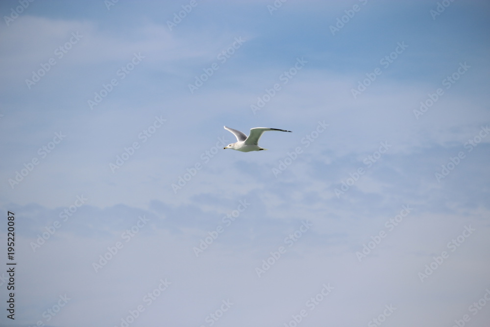 Obraz premium Seagull flying