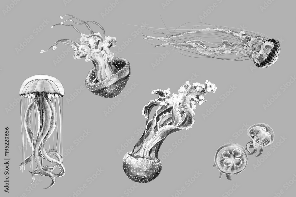 Naklejka premium Czarno-białe szkice odręcznego rysunku meduzy