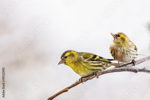 Tableau sur toile Eurasian Siskin, Spinus spinus, m+f
