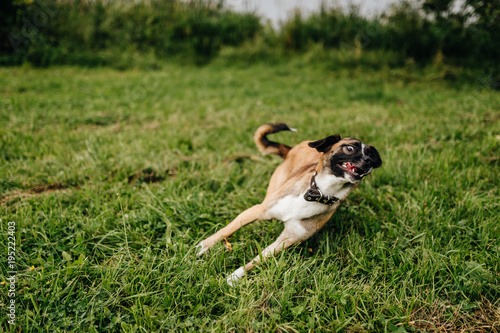Billede på lærred Happy playful frisky fast and furious puppy enjoying freedom at nature