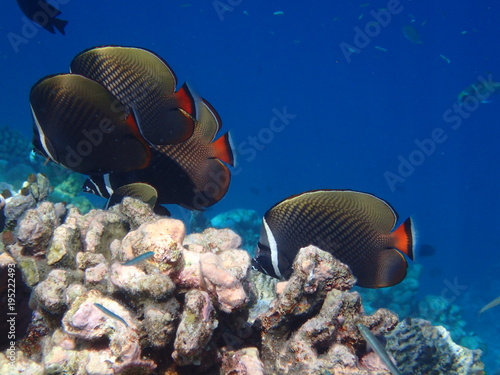 Halsband-Falterfisch Malediven