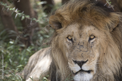 Fototapeta Naklejka Na Ścianę i Meble -  Wild free roaming male african lion portrait