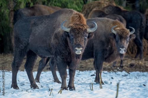 aurochs, bison, buffalo, animal