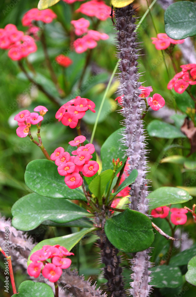 Tropical pink flower with spicky trunk Tropical pink flower with spicky trunk