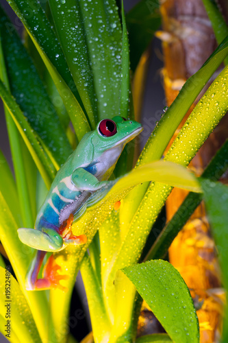 Red-eyed tree frog playing in the yellow light 