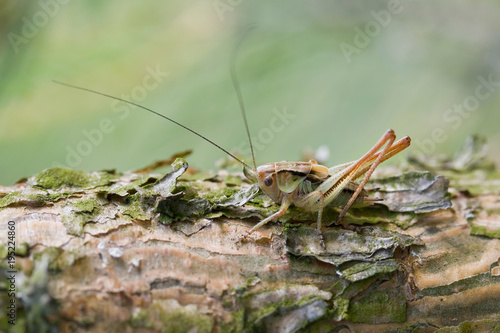 Very small grasshopper camouflage