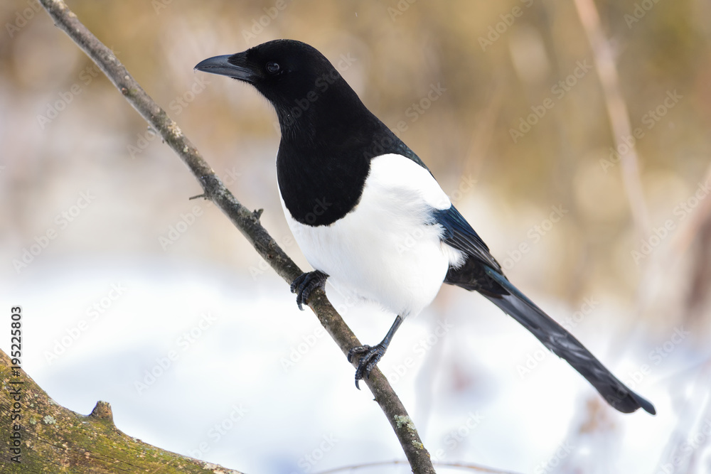 Cautious eurasian magpie carefully examines the place of feeding. Cautious eurasian magpie carefully examines the place of feeding.