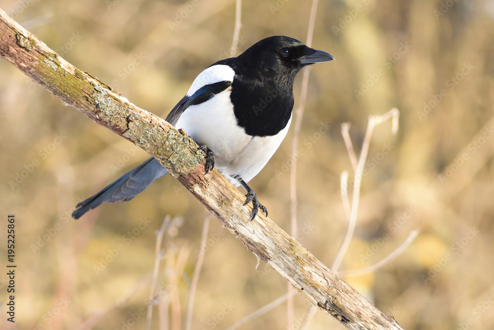Magpie meets the dawn, sitting on a branch in the forest (sun and forest reflect in eye). Magpie meets the dawn, sitting on a branch in the forest (sun and forest reflect in eye).